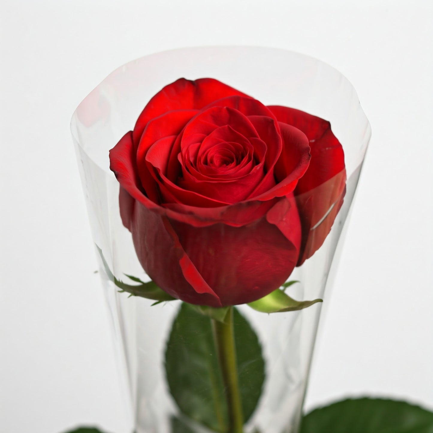 Ten Individual Roses