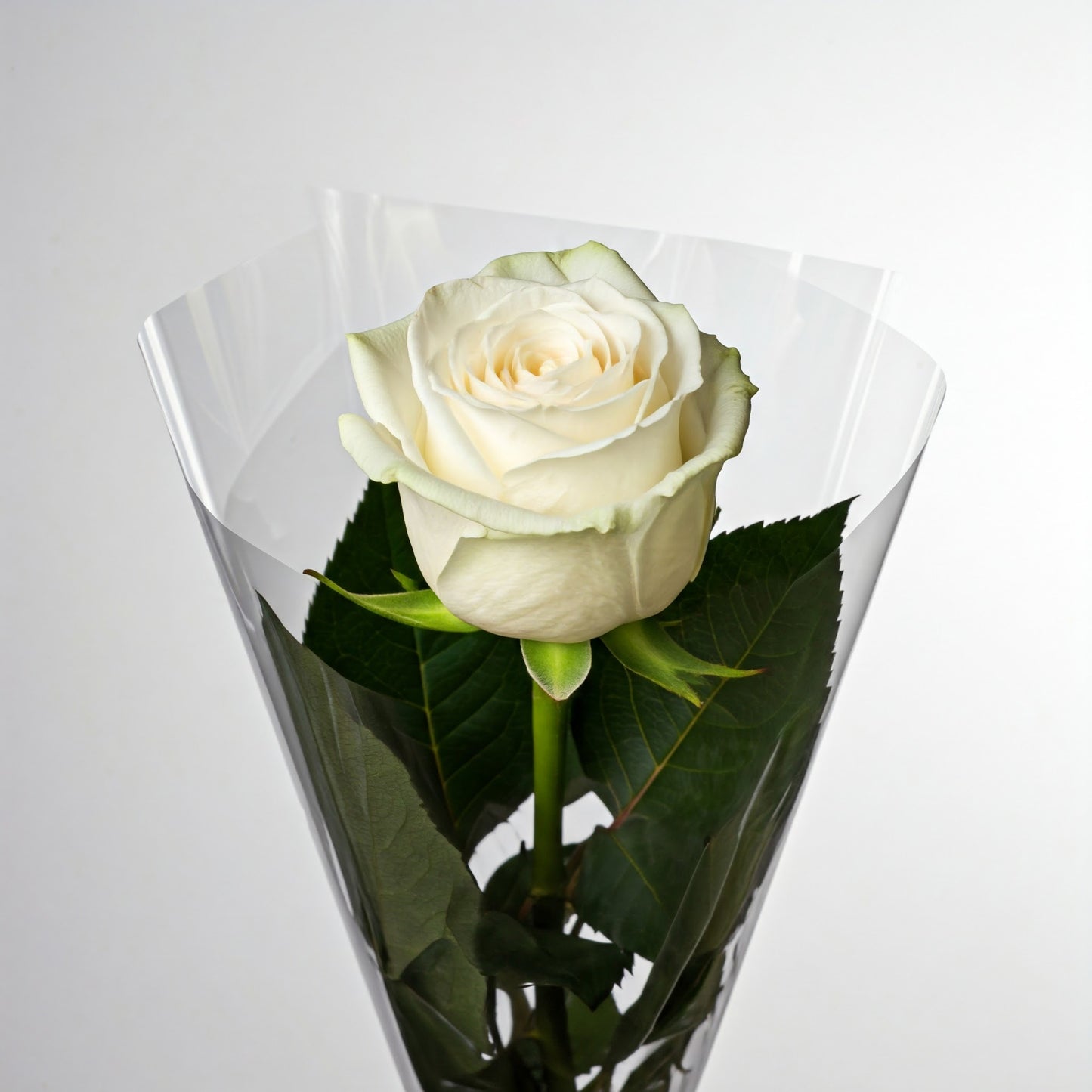 Ten Individual Roses